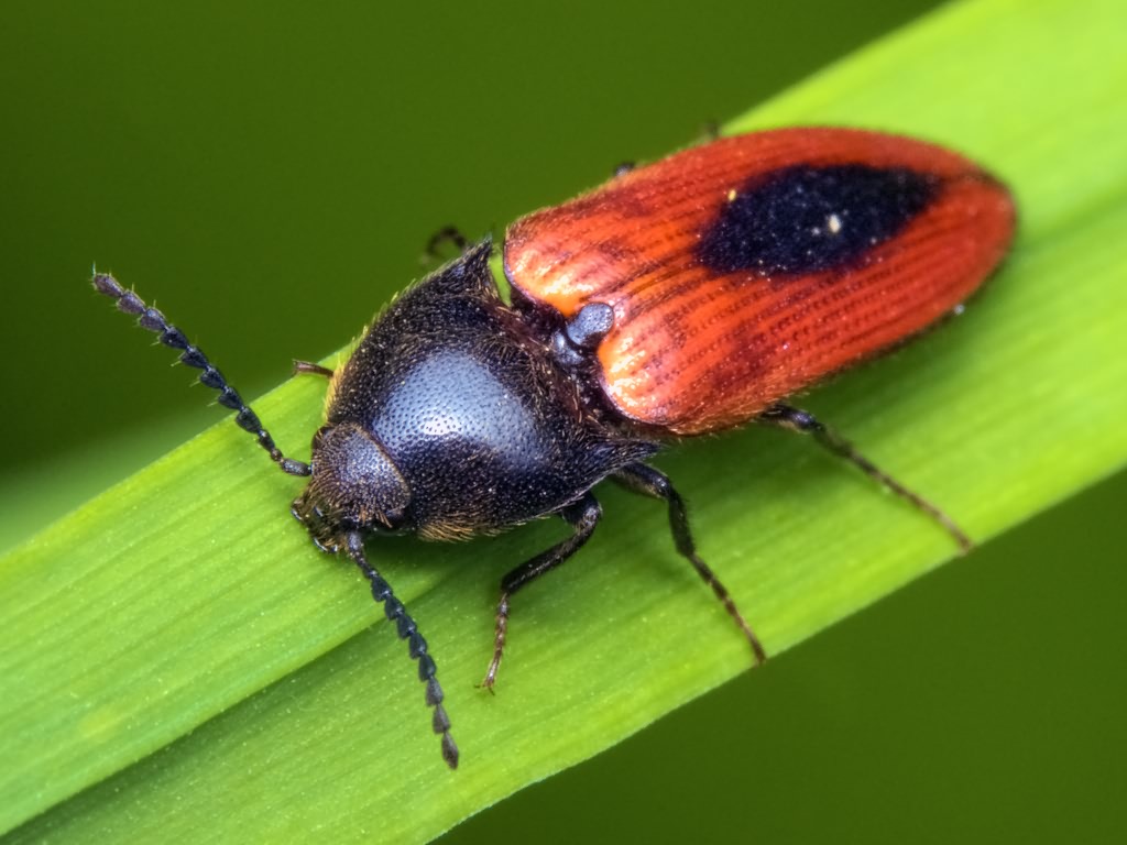 Ampedus (Ampedus) sanguinolentus (Schrank, 1776)